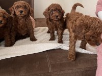Toy poodle