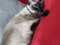 Güzel kızım üzüm anne olmak istiyor siyam