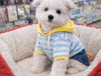 Maltese terrier yavrum 2 ay