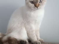 6 aylık british longhair