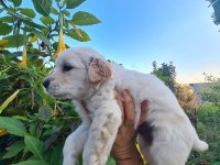 Golden retriever erkek bebek Mersin