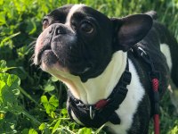 FRENCH BULLDOG ÇOCUKLARIMIZ ÖMÜRLÜK YUVA ARIYOR
