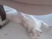 Sevimli british shorthair oğluşumuza yuva