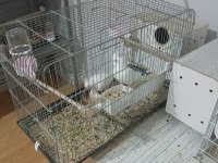 Albino eşli takım sultan papağanı