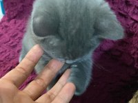 Mama karşılığı british shorthair erkek yavru