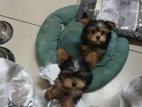 İzmitte dişi yorkshire terrier