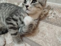 Tekir Kedime Yuva Arıyorum
