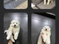 SAFKAN SAMOYED
