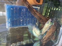 Electric blue acara balıklar