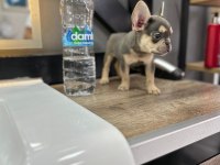 French bulldog