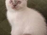 British Shorthair Bluepoint 2 aylık yavrular