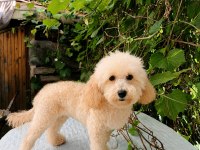 7 AYLIK DİŞİ TOY POODLE