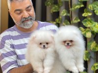Orjinal Pomeranian Boo