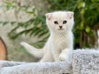 Scottish fold bebekler