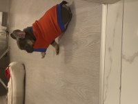 2 AYLIK FRENCH BULLDOG TRİ COLOUR ÇİŞ EĞİTİMLİ