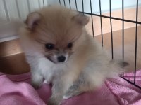 Evinizin küçük sevimli pomeranian arkadaşlarınız olacak