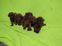 Toy poodle yavrular kaçırma
