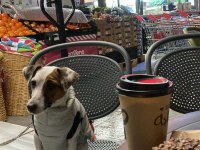 1.5 Yaşında Jack Russell