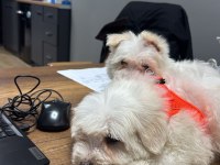 Yavru terrier sevilcan