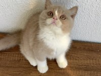 British Shorthair Fawn Bicolor