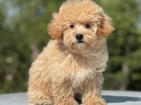 Maltipoo orjinal bebekler
