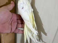 56 GÜNLÜK KUSURSUZ LUTİNO SULTAN BEBEK