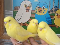Rengarenk muhabbet kuşu yavrular
