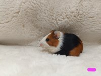 Sevimli Guinea Pig Yavruları