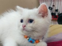 British shorthair minnak erkekler
