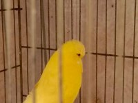 SHOW JUMBO MUHABBET KUŞLARI