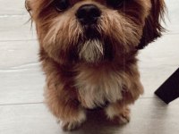 Nadir Bulunan Orjinal Erkeğimize Dişi Shih Tzu