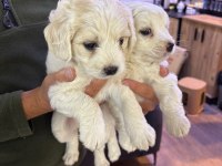Terrier maltese yavrular ırk sağlık garantili