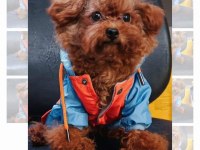 Kore poodle