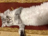 British Longhair Kedimiz