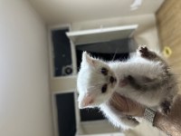 Çok güzel yavrular ve anne british shorthair