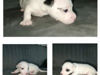 Kısa bacak jack russell yavrular İzmir Kemalpaşa
