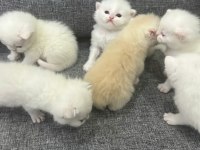 Anne Baba Şecereli British Shorthair Yavrular