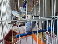 7 tane muhabbet rainbow muhabbet kuşu