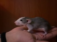 Ele alışkın rat yavruları