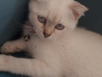 Scottish fold 3 Aylık