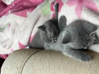 British shorthair 3 tane mevcut arayıp bilgi alabilirsiniz