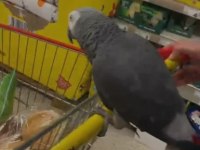 ÖMÜR BOYU BİR DOST JAKO PAPAĞANI