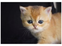 Ny12 Golden British Shorthair Yavrular