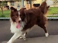 Safkan Bebek Surat Border Collie Yavrularımız
