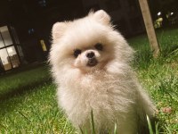 Pomeranian 4 Yaşında