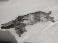 British shorthair duman uyguna sahiplendirilecek