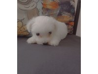 Yavru maltese terrier