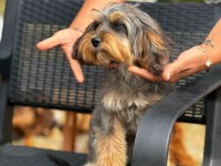 Maltipoo yavrularımız
