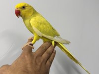 SARI MUTASYON YAVRU PAKİSTAN