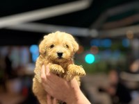 Maltipoo Bebekleri